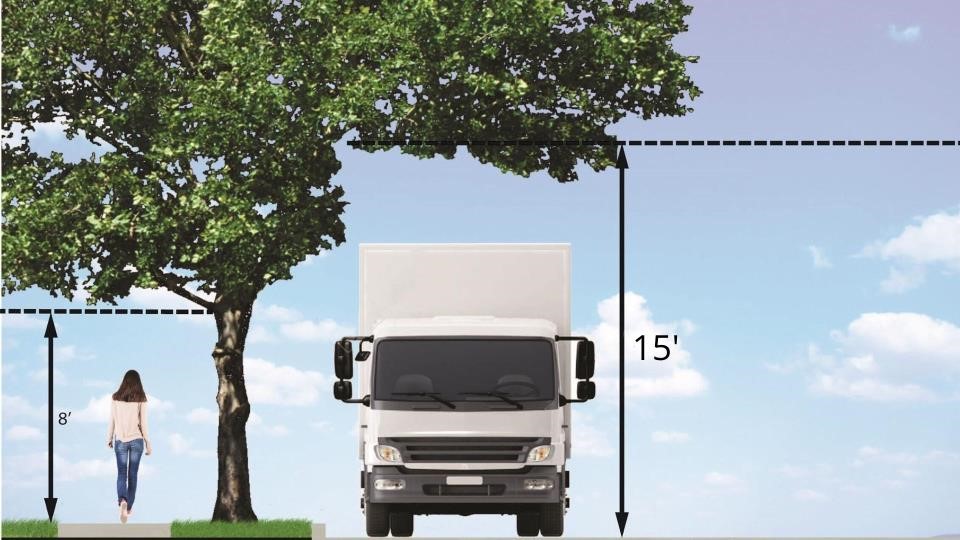 City Ordinance - trim trees